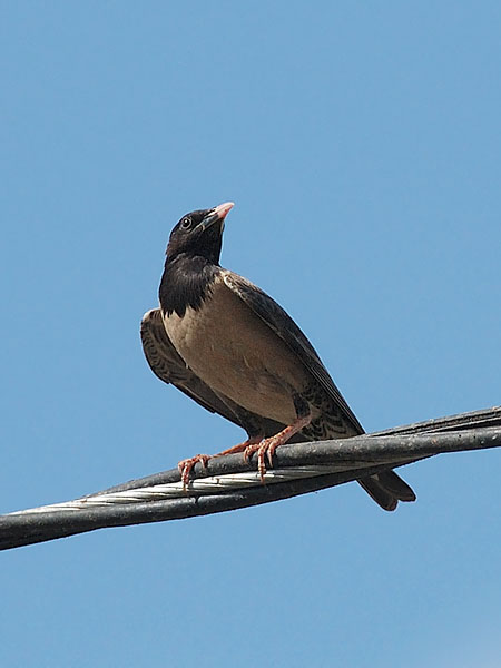 Punakottarainen, Rosy Starling, Sturnus roseus